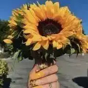 たろの画像