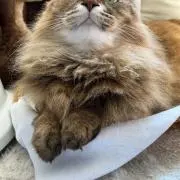 あんこぱんの画像