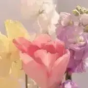 rinoの画像