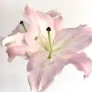 ゆゆの画像