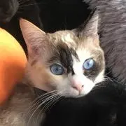 くーちゃんの画像
