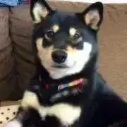 りぼんの画像