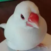 ぴちゃんママの画像