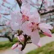トロロの画像