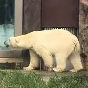 チェリー