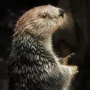 すずきしほの画像