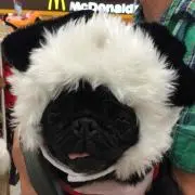 るりだま