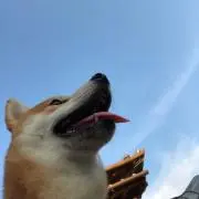たまお