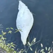 鼻から鼻炎