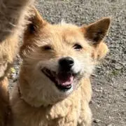 なすびの画像