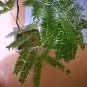 メルかっちゃんの画像
