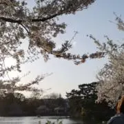 桜の画像