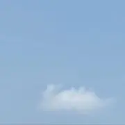 いぬの画像