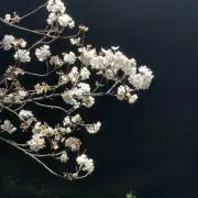ゆうき
