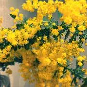 【プロフィール要確認】mimosa⑅*の画像
