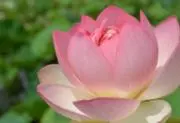 ❁⃘*.゜初孫誕生楽しみ♪の画像