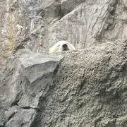 こでぃおの画像