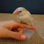 すーもの画像