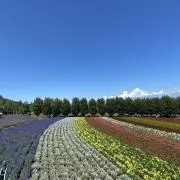 ひまわりの画像