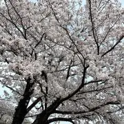 arukaの画像