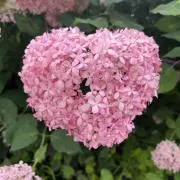 rrrぴの画像