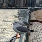 あっつんの画像
