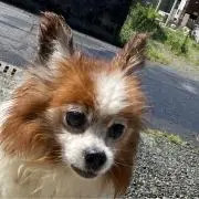 ひよこꕥ