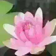 ookiniタマや；2点目以降¥200引の画像