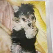 アキの画像