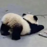 ぱんだの画像
