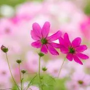 たこ