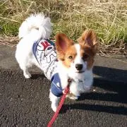ちゅらの画像