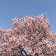 まめの画像
