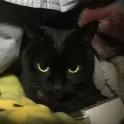ブロッコHの画像