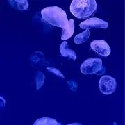ジェイの画像