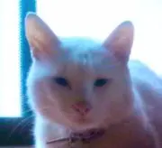ネコ太朗