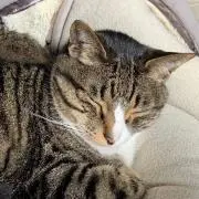 ひろひろ