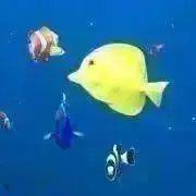 ぱるの画像