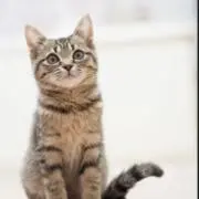 srの画像