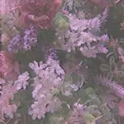 hanの画像