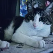 Rの画像