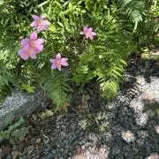 pansanの画像