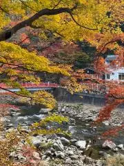 カエデの画像