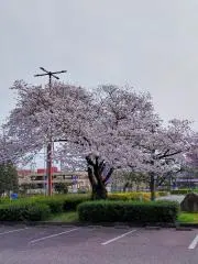 森のサビねこの画像