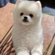 Emmaの画像