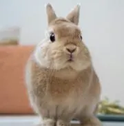 yukの画像
