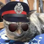 NuKKo