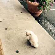 もっちーの画像