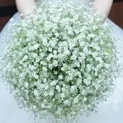 COBINの画像