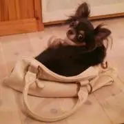 ブルーベリー